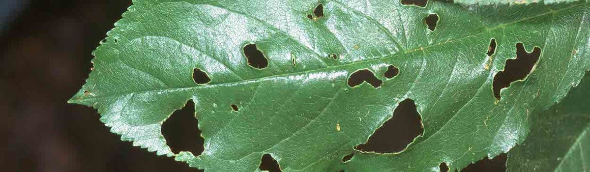 Cherry leaf with irregular holes chewed by a forktailed bush katydid