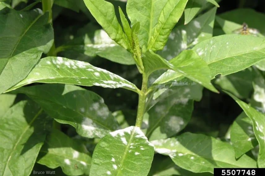 Phlox leaves covered in white powdery mildew patches