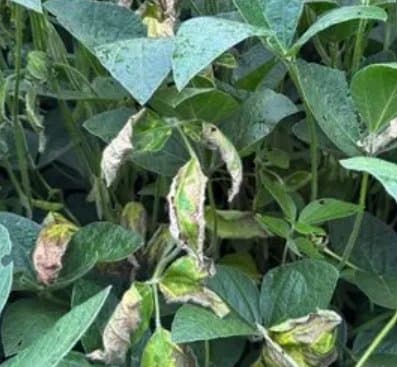 Soybean leaves wilting and developing brown, necrotic patches