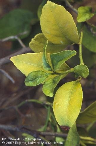 Uniformly yellowish older citrus leaves next to greener new foliage, a sign of nitrogen deficiency