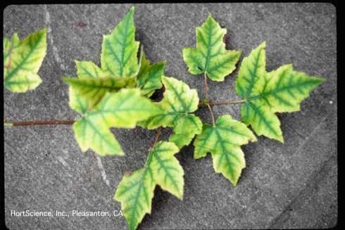 Maple leaves with yellow tissue between still-green veins, a sign of iron or manganese deficiency